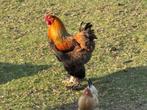 Brahma kippen, Dieren en Toebehoren, Pluimvee