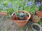 gele water iris, Halfschaduw, Zomer, Vaste plant, Vijverplanten