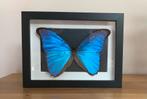 Blauwe MORPHO VLINDER in 3D lijst, Verzamelen, Ophalen of Verzenden, Nieuw