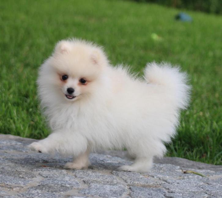 Pomeriaan/Dwergkees pup, Dieren en Toebehoren, Honden | Poolhonden, Keeshonden en Oertypen, Reu, Keeshond, Fokker | Professioneel