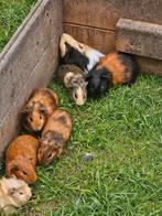 Cavia's, Dieren en Toebehoren, Knaagdieren, Cavia