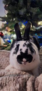 Konijnen 7 maand, Animaux & Accessoires, Lapins