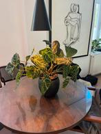 Anthurium Crystallinum x Silver Blush XXL (10in1 pot), Ophalen