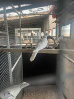 Lachduiven duivinnen, Dieren en Toebehoren, Vogels | Duiven