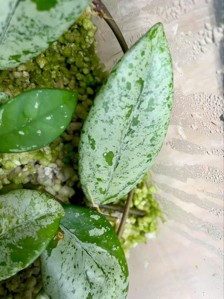 Hoya wilbur graves stekjes, Huis en Inrichting, Kamerplanten, Ophalen of Verzenden