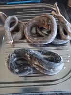 Palingen, Dieren en Toebehoren