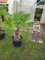 Trachycarpus wagnerianus winterharde palmboom, En pot, Plein soleil, Printemps, Enlèvement
