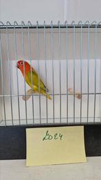 A. Fischeris, Dieren en Toebehoren