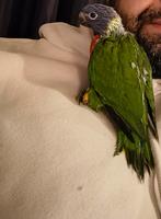 Handtamme Lori van de blauwe bergen, Dieren en Toebehoren, Vogels | Parkieten en Papegaaien