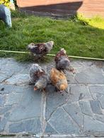 Brahma zalm haantjes, Dieren en Toebehoren, Pluimvee, Mannelijk, Kip