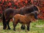 Twee super schattige pluizebolletjes, Dieren en Toebehoren, Pony's, Merrie, A pony (tot 1.17m), 3 tot 6 jaar, Onbeleerd