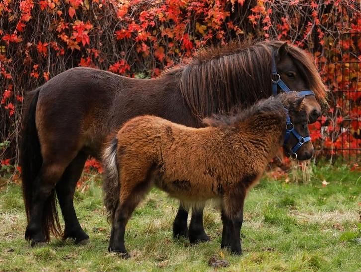 Twee super schattige pluizebolletjes, Dieren en Toebehoren, Pony's, Merrie, Onbeleerd, A pony (tot 1.17m), Recreatiepony, 3 tot 6 jaar