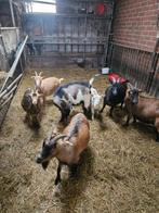 Dwerggeiten geiten, Chèvre, Plusieurs animaux, 0 à 2 ans
