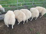 Schaap - ooilammeren - texelaar, Dieren en Toebehoren, Schapen, Geiten en Varkens, Schaap