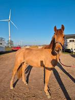 Super toffe D pony, Dieren en Toebehoren, Ruin, Onbeleerd, Gechipt