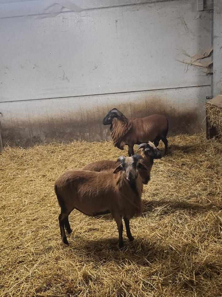 Kameroen schapen Mannelijke dieren, Dieren en Toebehoren, Schapen, Geiten en Varkens, Schaap, Mannelijk, 0 tot 2 jaar