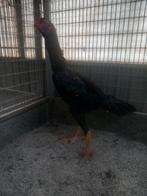 Zwarte shamo haan 2025, Dieren en Toebehoren