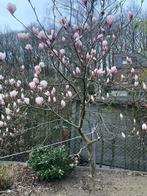 Magnolia soulangeana, Ophalen of Verzenden, Lente, 250 tot 400 cm