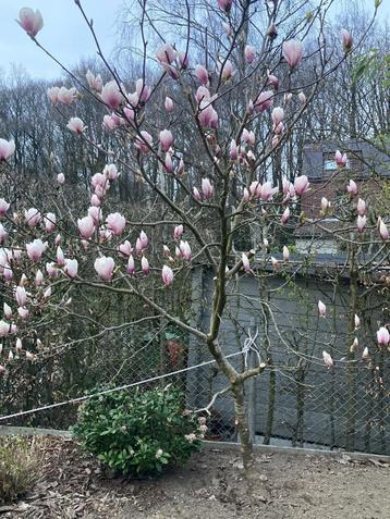 Magnolia soulangeana beschikbaar voor biedingen