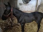 Fokmerrie, Dieren en Toebehoren, Paarden, Merrie, Met stamboom, Springpaard, 170 tot 175 cm