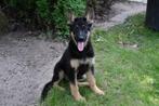 Duitse Herder pup te koop (teefje), Dieren en Toebehoren, Honden | Herdershonden en Veedrijvers, België, CDV (hondenziekte), 8 tot 15 weken