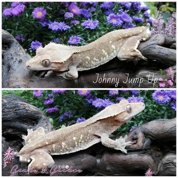 Wimpergekko (Correlophus ciliatus) man beschikbaar voor biedingen
