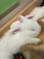 Tamme minilos met blauwe oogjes, Dieren en Toebehoren, Meerdere dieren, Middelgroot, Hangoor, 0 tot 2 jaar