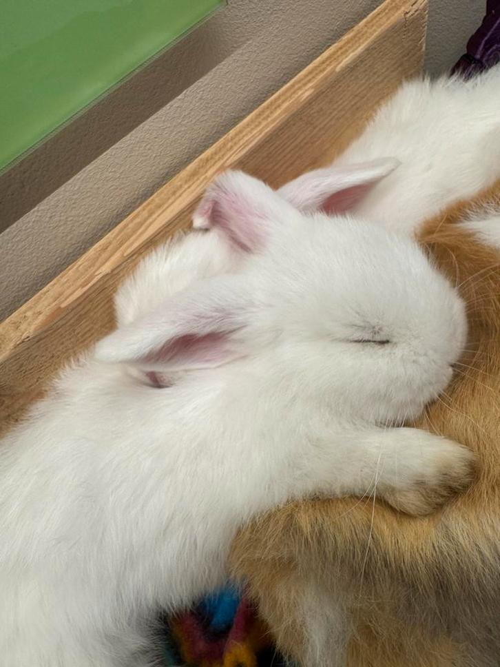 Tamme minilos met blauwe oogjes, Dieren en Toebehoren, Konijnen, Middelgroot, Meerdere dieren, 0 tot 2 jaar, Hangoor