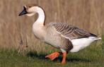 Gezocht knobbelganzen, Dieren en Toebehoren, Pluimvee, Meerdere dieren, Gans of Zwaan