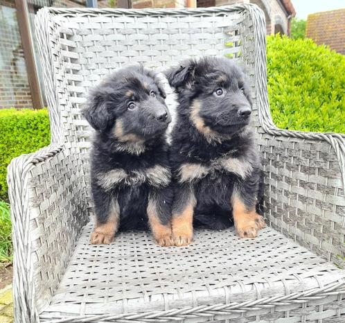duitse herder pups lang haar, Dieren en Toebehoren, Honden | Herdershonden en Veedrijvers, Meerdere dieren, Herder, Fokker | Professioneel