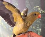 Jonge parkieten, Dieren en Toebehoren, Vogels | Parkieten en Papegaaien, Meerdere dieren, Dwergpapegaai of Agapornis, Geringd