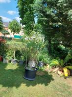 Prachtige Oleander op stam, Tuin en Terras, Ophalen