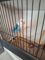 Fischerie opalin blauw, Dieren en Toebehoren, Geringd