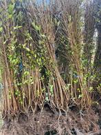 Troène ovalifolium, Jardin & Terrasse, Enlèvement ou Envoi, Troène