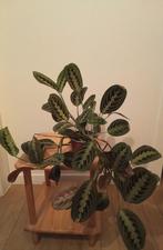 Plante Maranta, Huis en Inrichting, Overige soorten, Minder dan 100 cm, Ophalen, Groene kamerplant