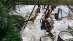Goudfazanten haantjes, Dieren en Toebehoren, Pluimvee
