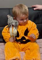 Jonge mannelijke valkparkieten EAM zeer goed getemd, Dieren en Toebehoren, Mannelijk, Parkiet, Tam