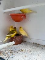 4 kanaries 1 man 3 poppen, Dieren en Toebehoren, Vogels | Kanaries, Meerdere dieren