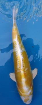 Japanse koi, Dieren en Toebehoren, Vissen | Vijvervissen, Karper of Koi