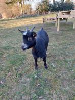 Dwerggeitje mieke, Animaux & Accessoires, Femelle