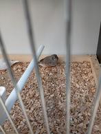 Te koop 3 mooie zebravinken 1 man de ander 2 zijn jonge, Dieren en Toebehoren, Vogels | Overige Vogels, Meerdere dieren, Wildzangvogel