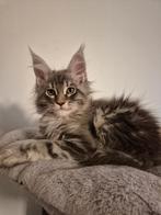 Chaton maine coon née à Bruxelles, Chat, Avec pedigree, 0 à 2 ans