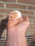 2 jonge goudhamster mannetjes, Dieren en Toebehoren, Knaagdieren, Augustus, Hamster