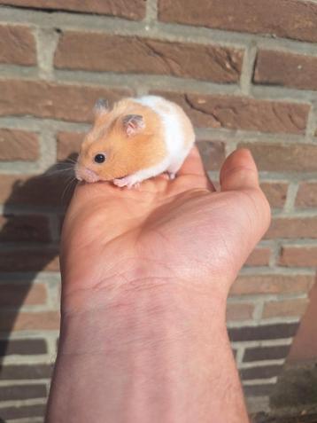 2 jonge goudhamster mannetjes beschikbaar voor biedingen