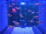 Platy's, Vis, Zoetwatervis, Schoolvis