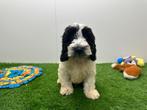 Cockapoo pups, België, CDV (hondenziekte), 8 tot 15 weken, Meerdere