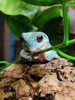 Koraalteenboomkikkers, terrarium en toebehoren, Amfibie, Met terrarium, 3 tot 6 jaar