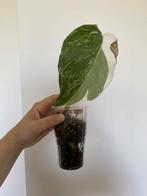Monstera Deliciosa Variegata nr5, Huis en Inrichting, Kamerplanten, Ophalen of Verzenden