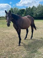 Drachtige fokmerrie, Dieren en Toebehoren, Paarden, Merrie, Niet van toepassing, 7 tot 10 jaar, 160 tot 165 cm