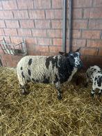 Baggerbonte ooien, Dieren en Toebehoren, Vrouwelijk, Schaap, 0 tot 2 jaar